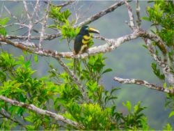 Many-banded Aracari